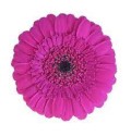 ΖΕΡΜΒΕΡΑ ΜΙΝΙ ΜΩΒ εισ. GERBERA MINI BOOST
